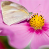 Butterfly flower jigsaw