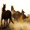 Cowboy Horses Sliding