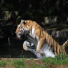 Pouncing Tiger Sliding